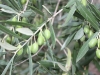 olives
